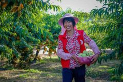 梅州新湖鹰嘴桃开摘！来尝一口盛夏的果实